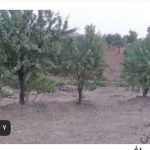زمین باغ_17100