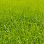 زمین کشاورزی فروش_17456