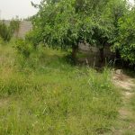 فروش باغچه 950 متری در دزفول_17474