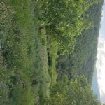 باغ گردو_18580