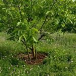 باغ گردو_18579