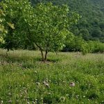 باغ گردو_18578