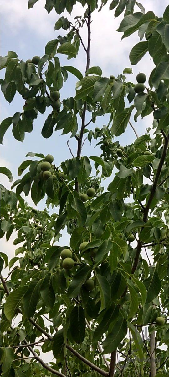 باغ گردو